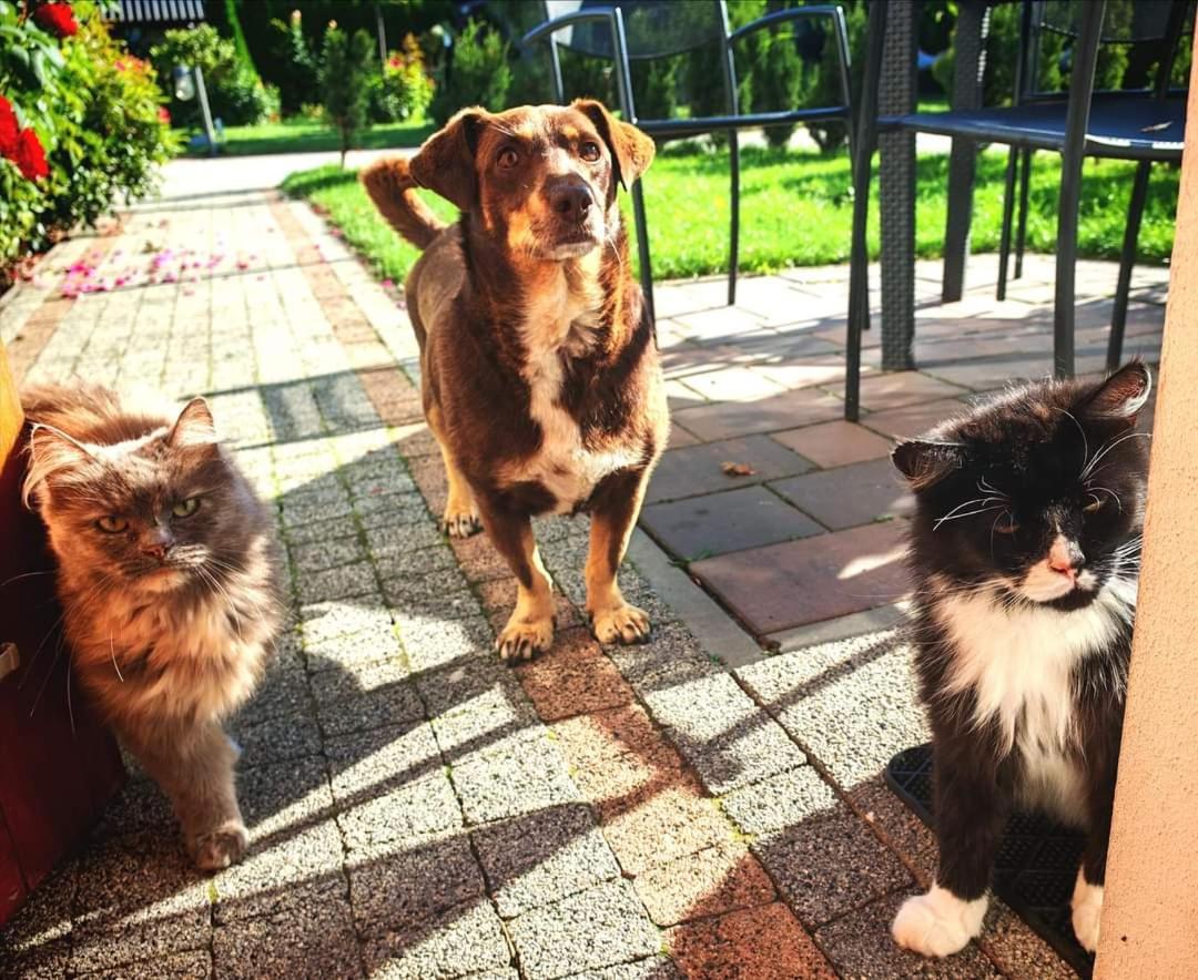 Ostoja Czersk Gora Kalwaria Zamek Krolowej Bony Domki Caloroczne Buitenkant foto